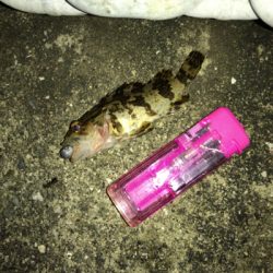 オキアミヘッドでガシリング