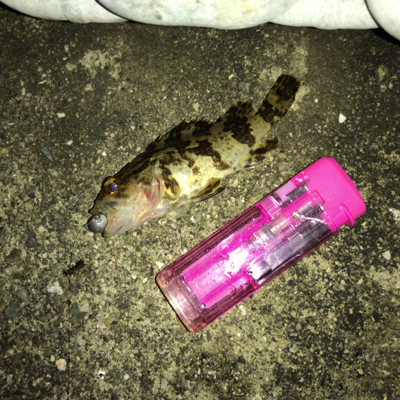 オキアミヘッドでガシリング