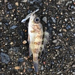 朝から釣りをする(笑)。