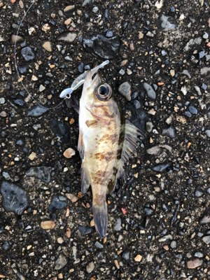 朝から釣りをする(笑)。