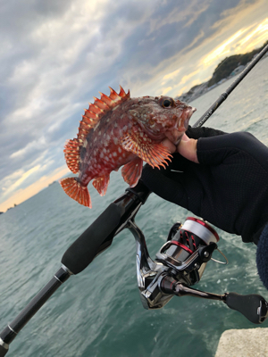 アジ釣りたかった…