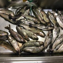 芥川渓流釣り場