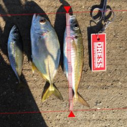 多魚種イロイロ