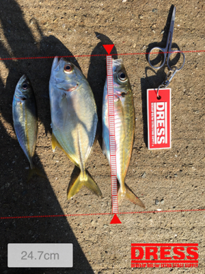 多魚種イロイロ