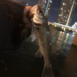 セイゴたくさん釣れた！