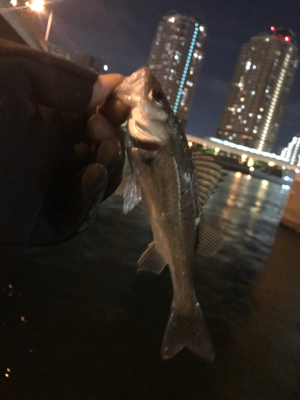 セイゴたくさん釣れた！