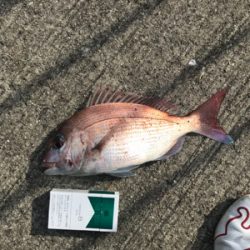 う〜〜ん、風邪と潮のタイミングが…