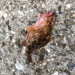 朝まづめメバリング