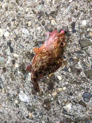 朝まづめメバリング