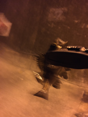 アジングのつもりが…