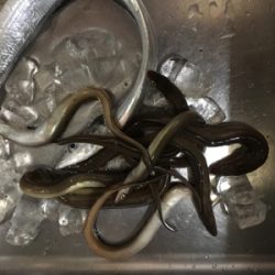 タチウオ厳しい