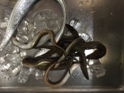 タチウオ厳しい