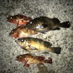 極寒メバル調査