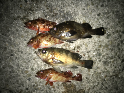 極寒メバル調査