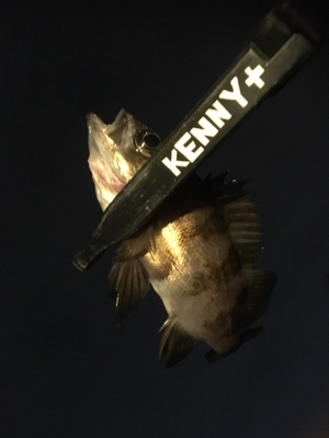 やっと風がおさまりました。