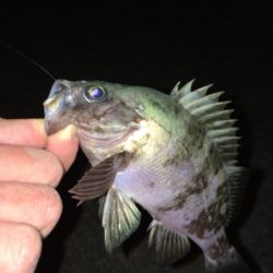 明石でメバリング