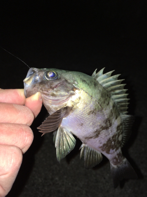 明石でメバリング