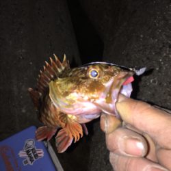 久しぶりのちょこっとアジング