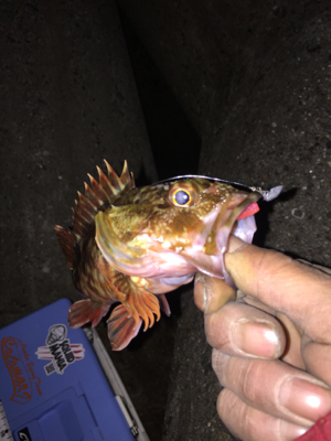 久しぶりのちょこっとアジング