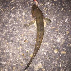 メバリングでしたが…