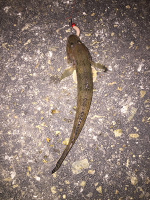 メバリングでしたが…