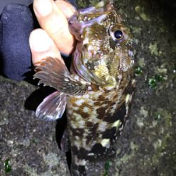 カサゴつ抜け！