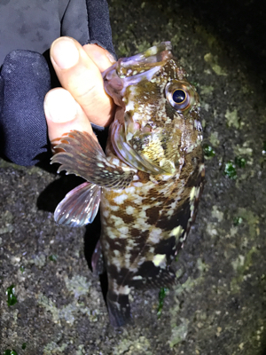 カサゴつ抜け！