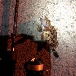 豆アジとチビガッシーと時々タケノコ