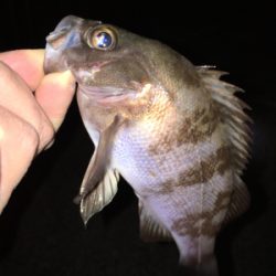 メバリング好調！