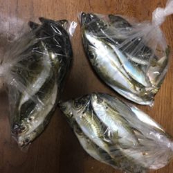 アジング絶好調！