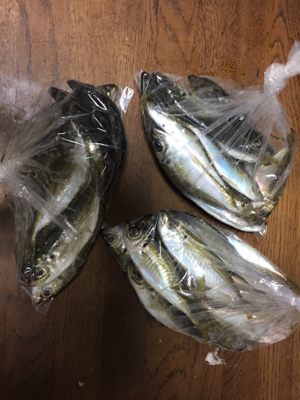 アジング絶好調！