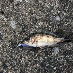 アーミーベイト  メバダートの鉛針。