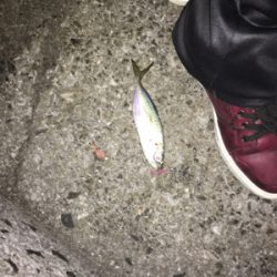 久しぶりに後輩くんと