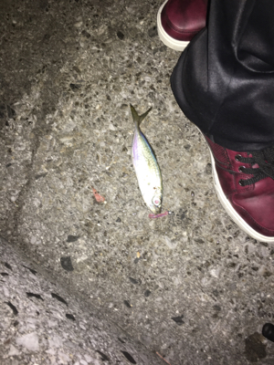 久しぶりに後輩くんと