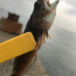 エソ のち ガシラ