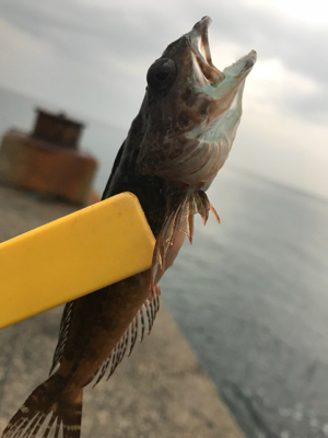 エソ のち ガシラ