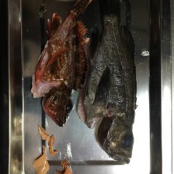 この冬初のメバル