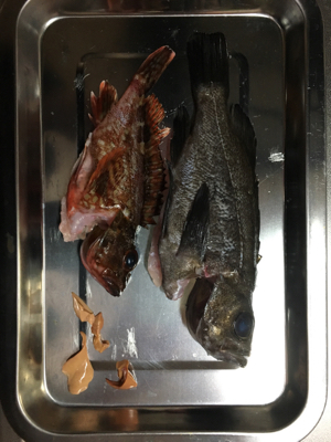 この冬初のメバル