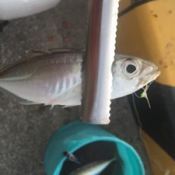 大阪奥湾サビキ 鶴浜緑地で中サバ