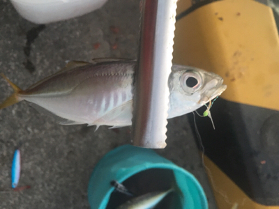 大阪奥湾サビキ 鶴浜緑地で中サバ