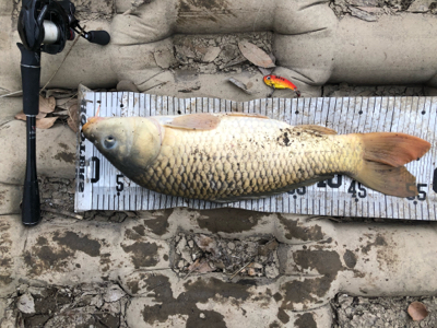 コイのルアー釣り