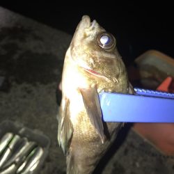 メバル狙いの予定で