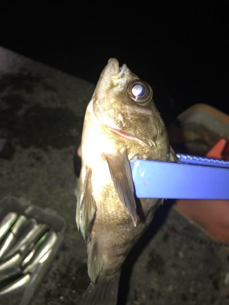 メバル狙いの予定で