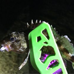 旦那の新しい竿振りに