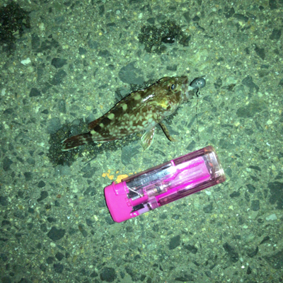 ガシラオンシーズン