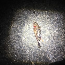 浮き釣りでメバル