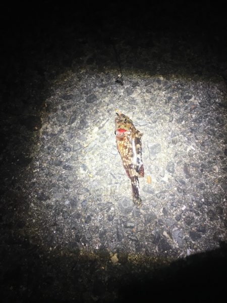 浮き釣りでメバル