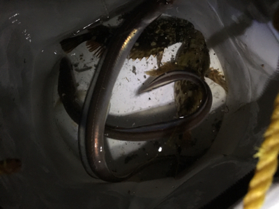 アタリはあるけど