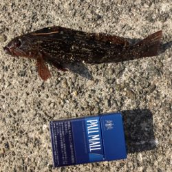 デイガシリングは