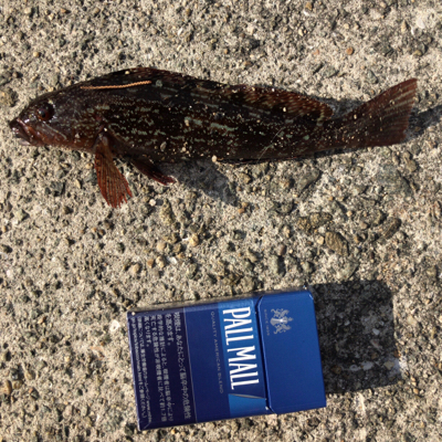 デイガシリングは